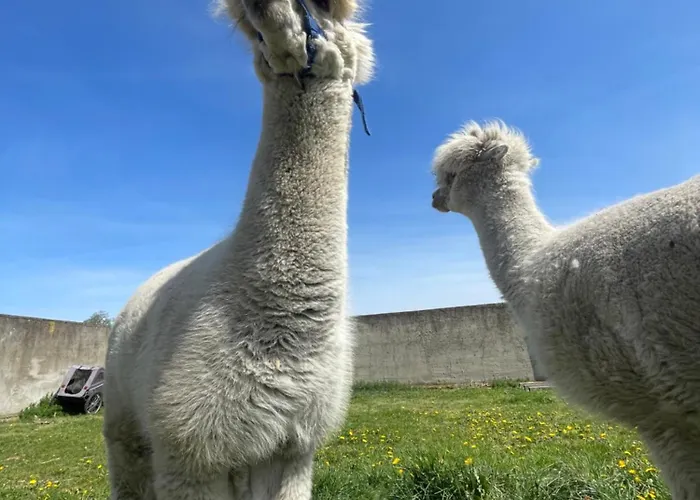 Pensionat Fregata Basi Łeba